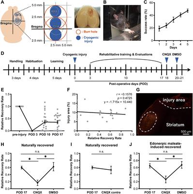 Edonerpic maleate prevents epileptic seizure during recovery from brain damage by balancing excitatory and inhibitory inputs